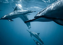 开云体育安卓下载-官方：索博战阿森纳攻入的任意球世界波当选英超8月最佳进球